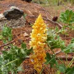Orobanche amethystea