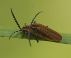 Trichalus ampliatus