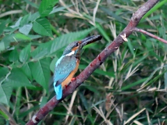 Alcedo atthis