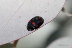 Paropsisterna octosignata