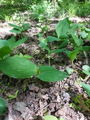 Convallaria majalis