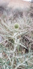 Echinops ritro ritro