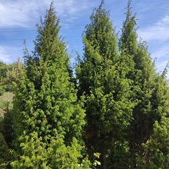 Juniperus communis communis