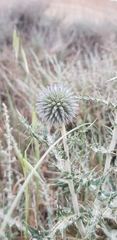 Echinops ritro ritro