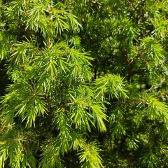 Juniperus communis communis