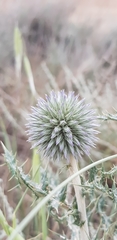 Echinops ritro ritro