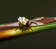 Phoroncidia sextuberculata