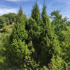 Juniperus communis communis