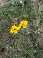 Blackstonia perfoliata