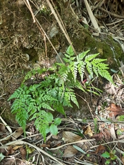 Asplenium onopteris