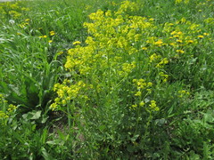 Barbarea stricta