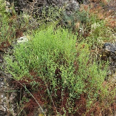 Paronychia suffruticosa