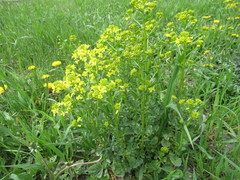 Barbarea stricta