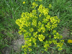 Barbarea stricta