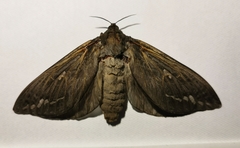 Abantiades atripalpis