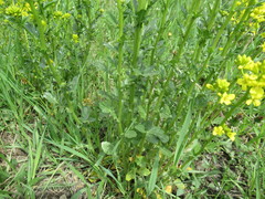 Barbarea stricta