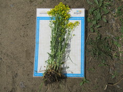 Barbarea stricta