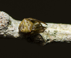 Araneus cyrtarachnoides