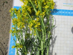 Barbarea stricta