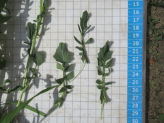 Barbarea stricta