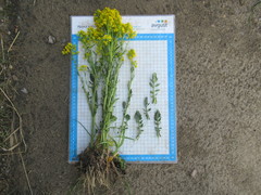 Barbarea stricta