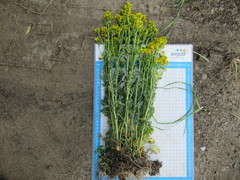 Barbarea stricta