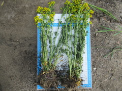 Barbarea stricta