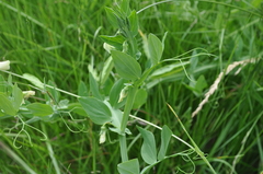 Lathyrus ochrus