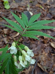 Cardamine kitaibelii
