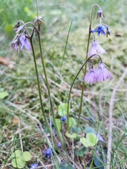 Soldanella montana