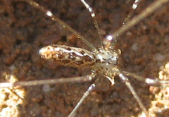Pholcoidea