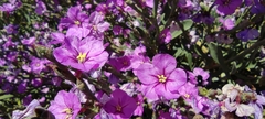Limoniastrum monopetalum