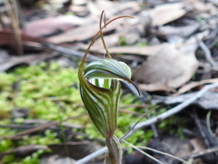 Pterostylis striata
