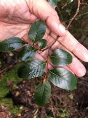 Nothofagus moorei
