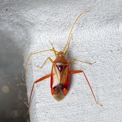 Pseudomegacoelum beckeri