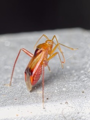 Pseudomegacoelum beckeri