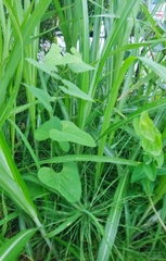 Aristolochia debilis