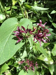 Matelea carolinensis