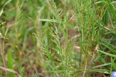 Catapodium rigidum