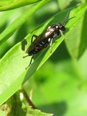 Macrophya punctumalbum