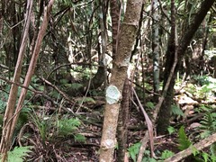 Cordyline petiolaris