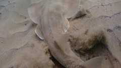 Aptychotrema rostrata