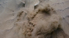 Aptychotrema rostrata