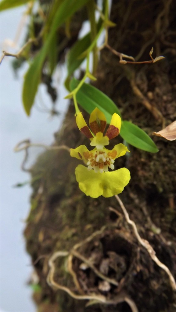Neoruschia
