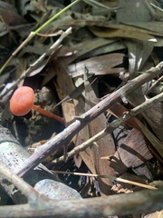 Cruentomycena viscidocruenta