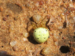 Neoscona rufipalpis