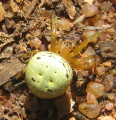 Neoscona rufipalpis