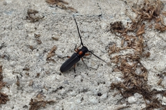 Phytoecia rufiventris