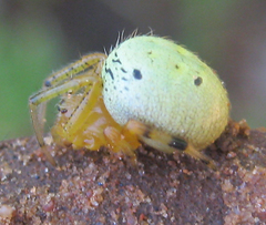 Neoscona rufipalpis