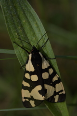 Arctia angelica